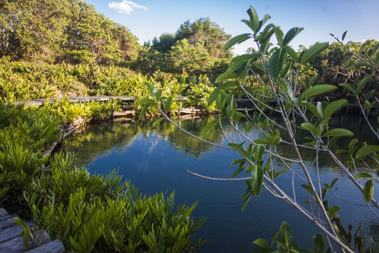 cenote-kambulnah-768x512