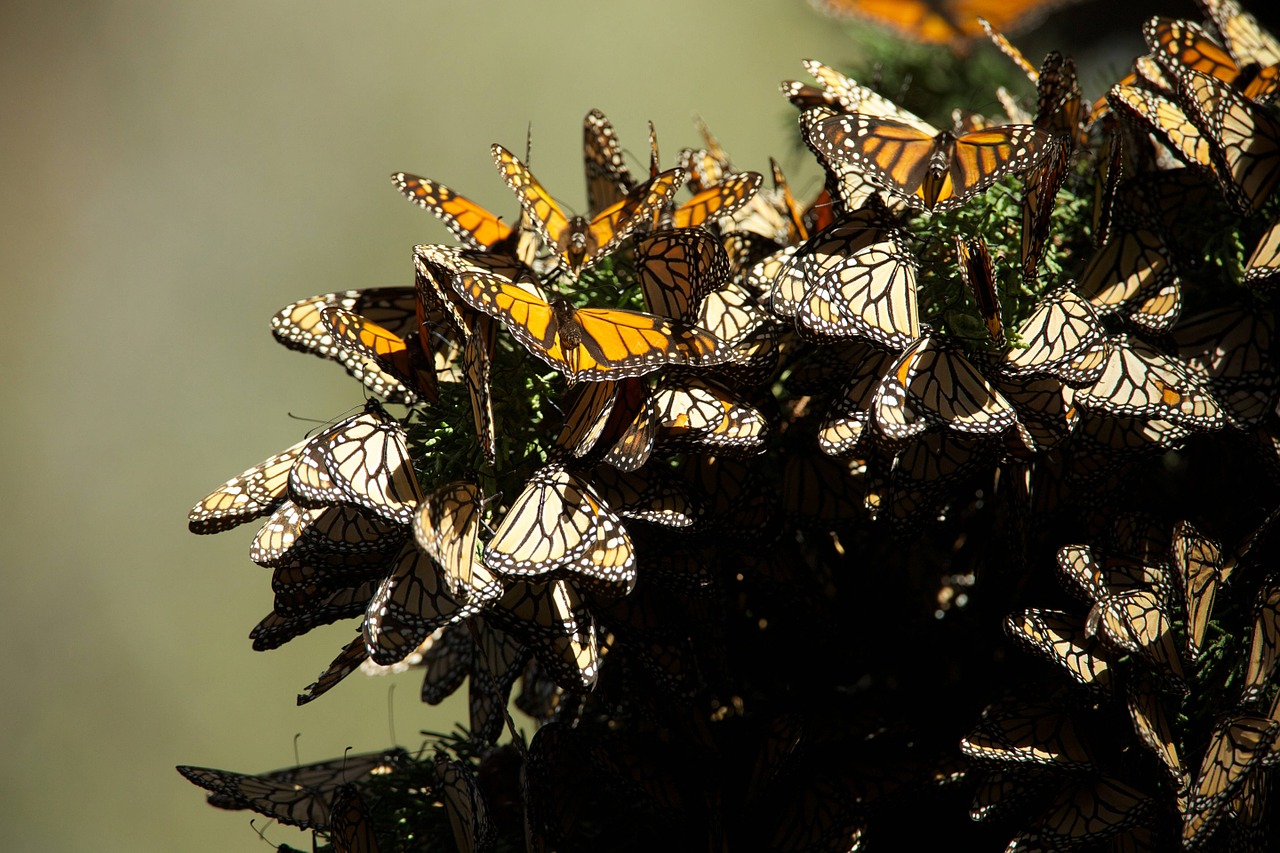 Santuario de Mariposas Monarcas